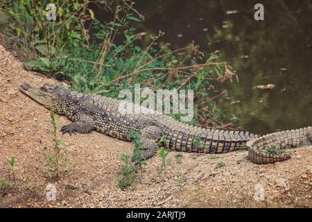 Nile crocodiles sunning on bank of Mara River Stock Photo