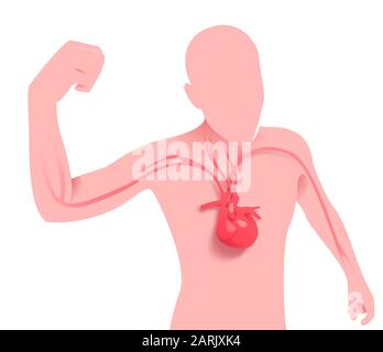 Flat color illustration of the silhouette of a person showing the anatomical heart. The arteries and the circulatory system, with shadow. Stock Photo