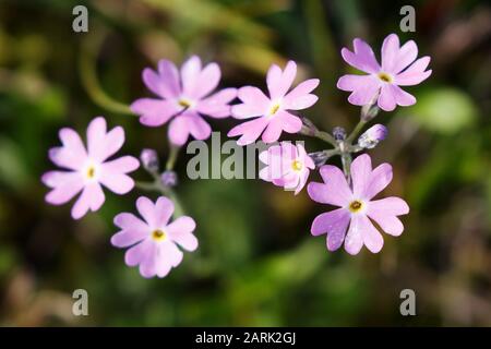 Primula farinosa, the bird's-eye primrose, is a small perennial plant in the family Primulaceae, native to Northern Europe and northern Asia Stock Photo