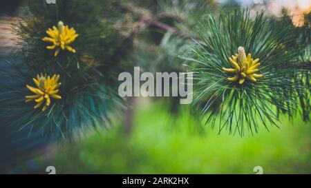 Flowering pine branches in the summer garden, art bokeh. Stock Photo