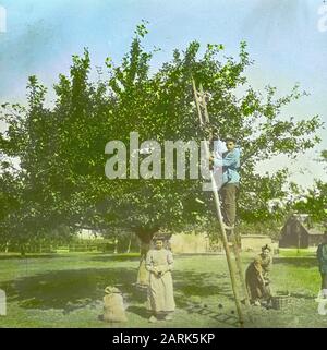 fruit cultivation, harvesting Date: undated Keywords: fruit cultivation, harvesting Stock Photo