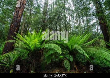 giant ferns on the Triplet Waterfall trail in Victoria / Australia Stock Photo