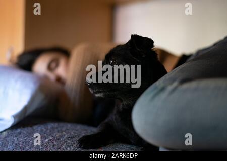 Black dog in bed with its owner sleeping. Dog and nap concept. Stock Photo