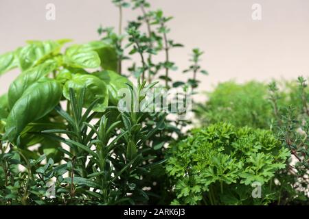 Oregano Basil Parsley Thyme And Rosemary In A Summer Garden