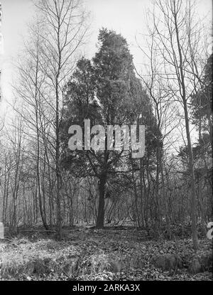 various coniferous species, juniper, Laren Date: undated Location: Laren Keywords: various coniferous species Personal name: juniper Stock Photo