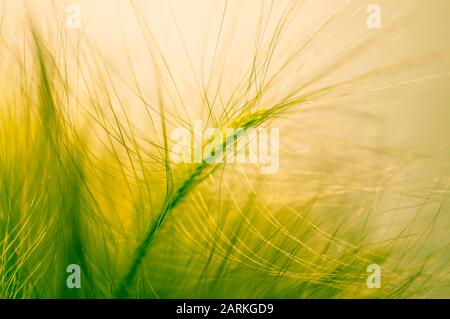 Close-up ears of foxtail barley. Hordeum jubatum. Spectacular background. Toned photo, soft focus. Stock Photo