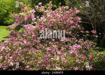 Pink flowering Magnolia liliiflora 'Nigra' tree in spring, Montreal Botanical Garden, Quebec, Canada