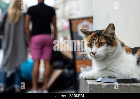 Cat sitting on the wall on the street, close-up. The cat has yellow white and black colors. Stock Photo
