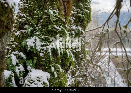 Snow on Green Ferns growing on mossy tree Stock Photo