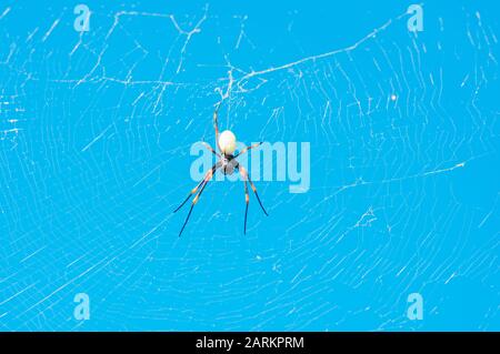 A female golden Orb Weaver spider (Nephila tetragnathoides), Waya Island; Yasawa island group; Fiji; South Pacific islands; Pacific; Stock Photo