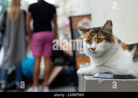 Cat sitting on the wall on the street, close-up. The cat has yellow white and black colors. Stock Photo