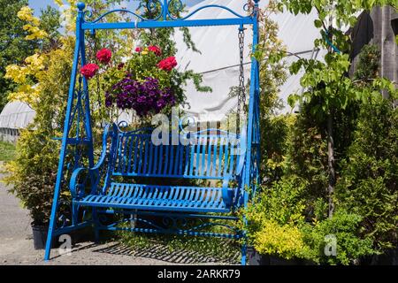Blue painted metal swing bench with hanging flower basket of purple Petunias, red Pelargonium - Geraniums and bordered by Thuja occidentalis - Cedar Stock Photo