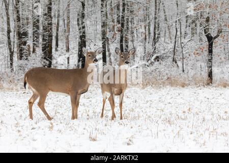 White-tailed does standing at the edge of a wintery forest. Stock Photo