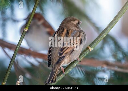 Two sparrows specularly sit opposite each other on branches. Sparrow sits on a branch without leaves Stock Photo