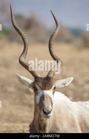 Addax (Addax nasomaculatus), a critically endangered species in Yotvata Hai-Bar Nature Reserve breeding and reacclimation center, Negev desert, Israel Stock Photo