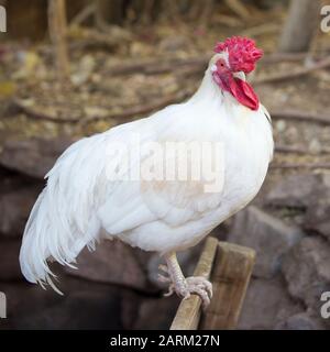 Free ranging white rooster perched outdoors Stock Photo