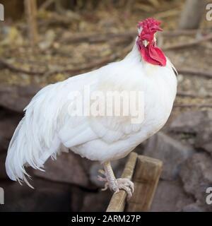 Free ranging white rooster perched outdoors Stock Photo