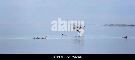 People floating beside the Dead Sea salt island tree, Israel Stock Photo