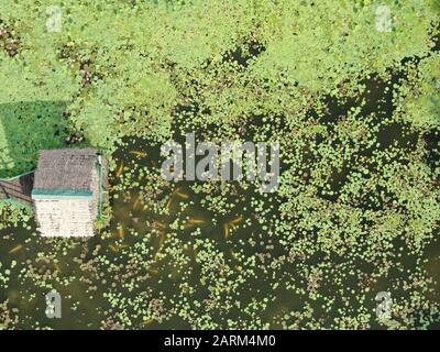 A top down aerial view of a lake or pond filled with water lilies with a hut in the middle. Located in Jong’s Crocodile Farm of Kuching, Sarawak, Mala Stock Photo