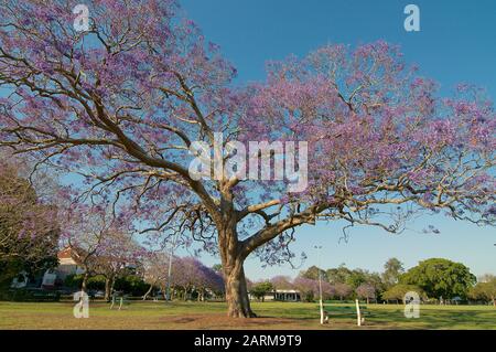 Low angle picture of a beautiful blooming Jacaranda tree in the New Farm Park in Brisbane, Australia Stock Photo