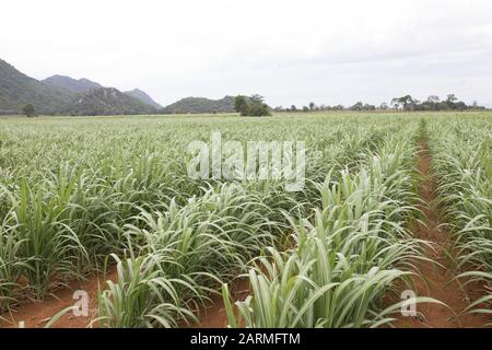 Rows of young sugar cane in farmland Stock Photo