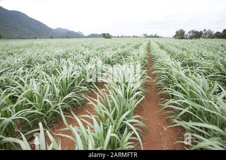 Rows of young sugar cane in farmland Stock Photo