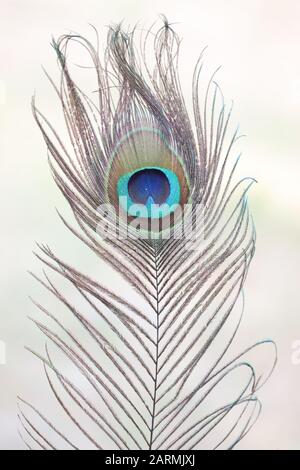 side view of birds feathers with blurry white background Stock Photo