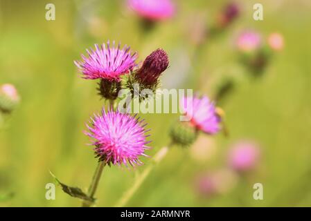 Purple thistle flowers on a summer meadow close-up. Retro style toned Stock Photo