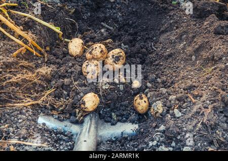 Digging up bunch of raw fresh potatoes from soil with a shovel Stock Photo