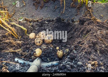 Digging up bunch of raw fresh potatoes from soil with a shovel Stock Photo
