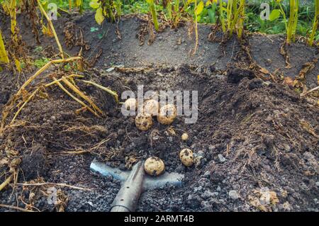 Digging up bunch of raw fresh potatoes from soil with a shovel Stock ...