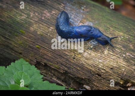 Bielzia coerulans is the Carpathian blue slug or simply the blue slug Stock Photo