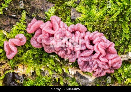 Parasitic fungus Ascocoryne growing on tree trunks. Stock Photo