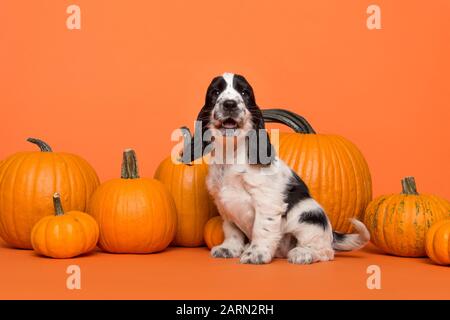 Cute Cocker Spaniel dog puppy speaking sitting between orange pumpkins on an orange background with mouth open Stock Photo