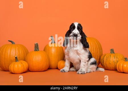 Cute Cocker Spaniel dog puppy sitting between orange pumpkins on an orange background Stock Photo