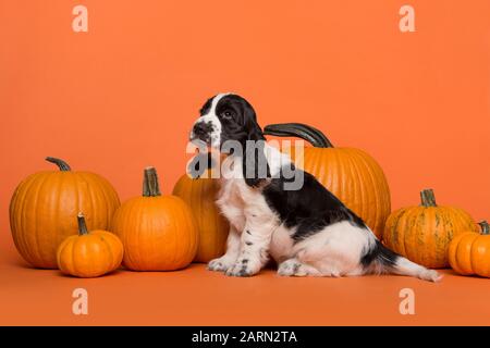 Cute Cocker Spaniel dog puppy sitting between orange pumpkins on an orange background seen from the side Stock Photo