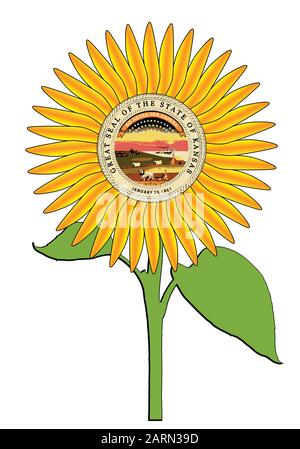 The head of a large sunflower plant isolated on a white background with the seal of the USA state of Kansas the sunflower state Stock Vector