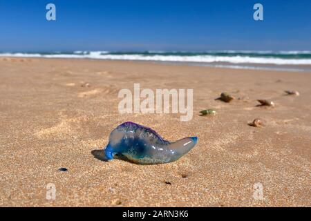 Port Elizabeth South Africa A Marine Beacon Along The Beachfront Walkway In Marine Drive In The City Stock Photo Alamy