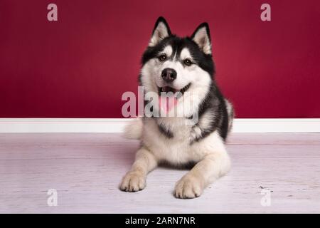 Siberian husky looking at the camera lying on the floor on a burgundy ...