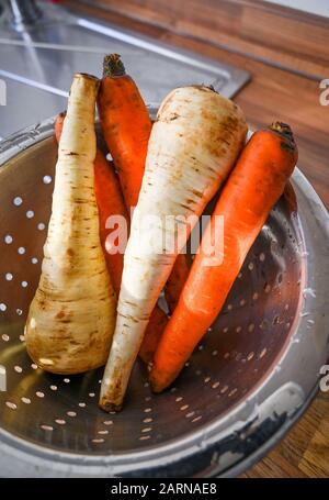 Washed carrots and parsnips bought from mobile farm shop ready for cooking in a colander at home kitchen  Photograph taken by Simon Dack Stock Photo