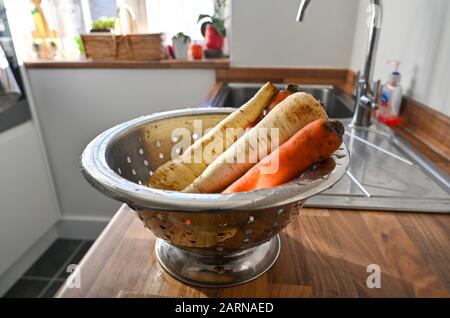 Washed carrots and parsnips bought from mobile farm shop ready for cooking in a colander at home kitchen Stock Photo