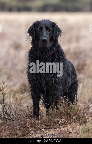 A flat coated retriever out in the wide open grass land soaking wet having worked her way through rivers and ponds Stock Photo