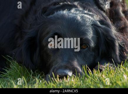 A flat coated retriever resting on grass looking straight into the camera Stock Photo