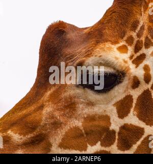 Giraffe close up Stock Photo