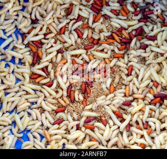 maggot used in fly fishing Stock Photo