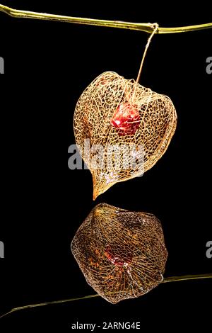 wintery Physalis fruit on the branch with beautifully squeeled leaves mirrored in black water Stock Photo