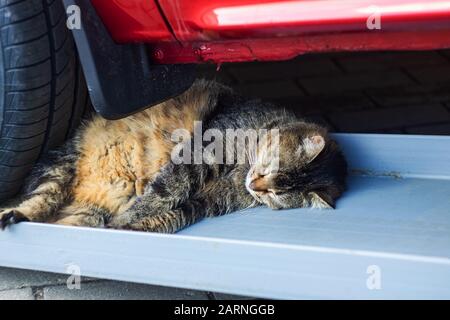 Gray cat sleeping under the wheel of a car Stock Photo