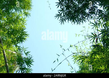 Bamboo stalk, Bamboo and blue sky background, Bamboo forest Stock Photo