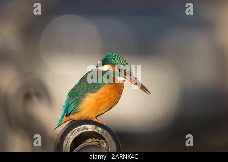 Detailed, side view close up of wild, urban UK kingfisher bird (Alcedo atthis) isolated outdoors perched on railings, facing right. Stock Photo