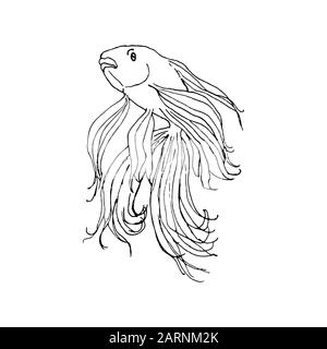 Golden fish. Hand drawing sketch. Black outline on white background. Vector illustration can be used in greeting cards, posters, flyers, banners, logo, further design etc. EPS10 Stock Vector